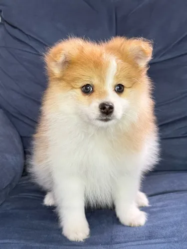 Spitz alemão machinho