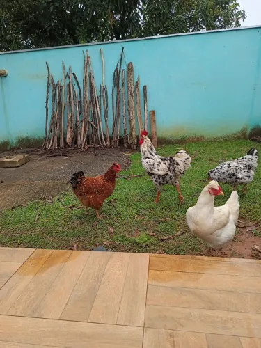 GSB BALÃO 