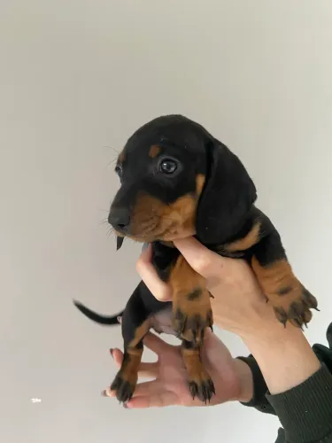 Filhote de dachshund MACHO