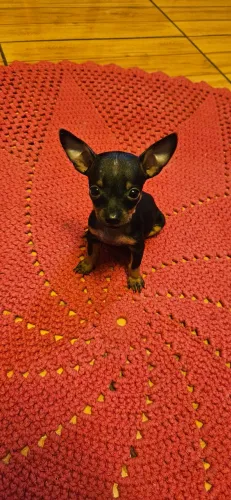 Pinscher fêmea 0