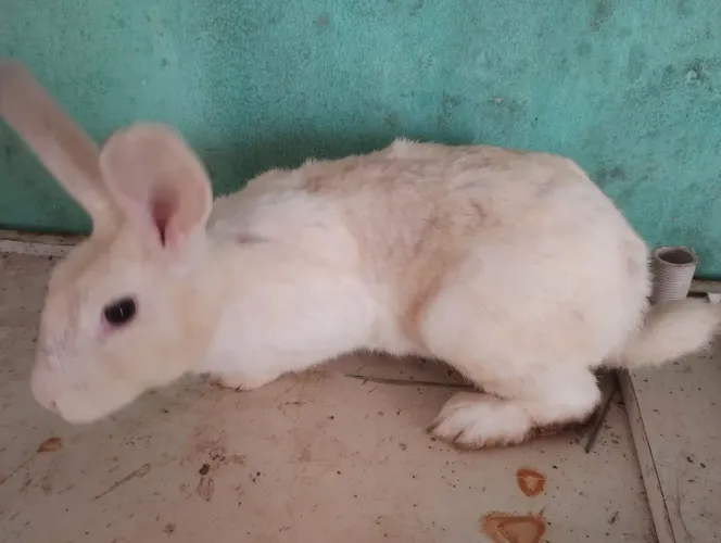 Coelhos