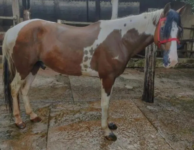 Cavalo castrado m. Picada 10 parcelas de 600,00 no cartão