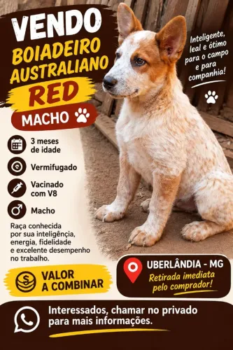Vendo boiadeiro australiano