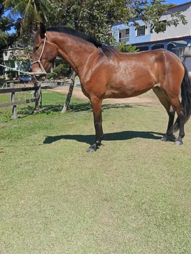 Égua Mangalarga