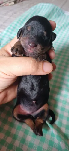 FILHOTES DACHSHUND PÊLO LONGO