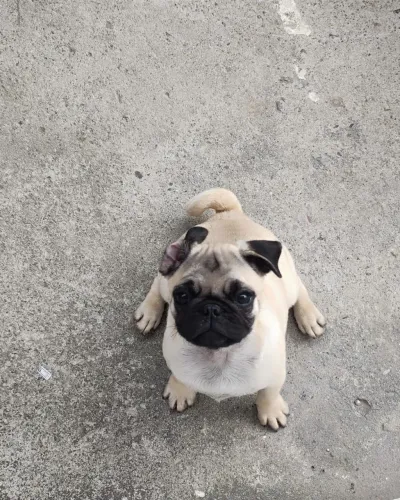 Filhote de Pug ( fêmea)