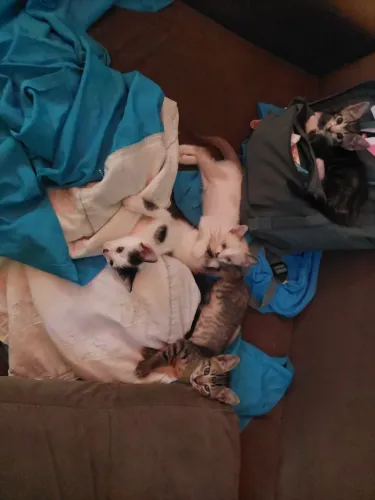 Gatinhos pra a doação 