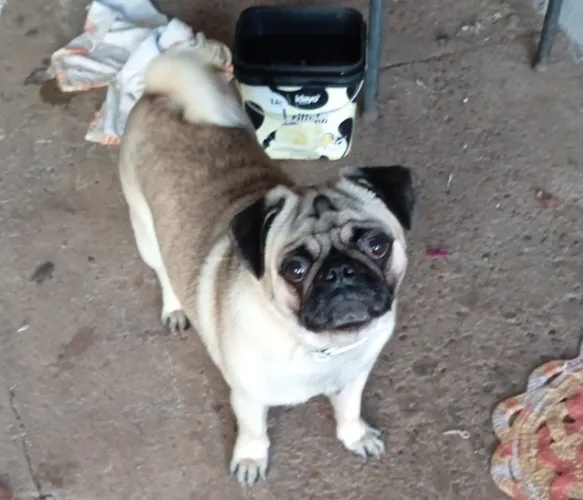 PUP MACHO procurando amor pra ter filhinhos 