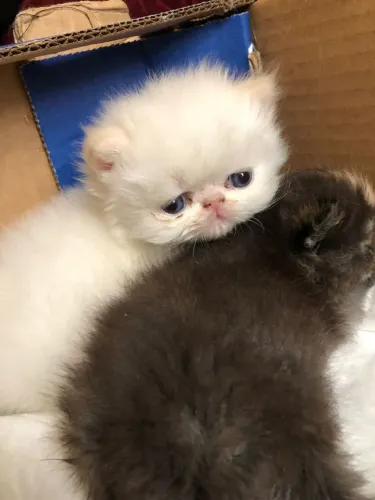 Gatos persa 