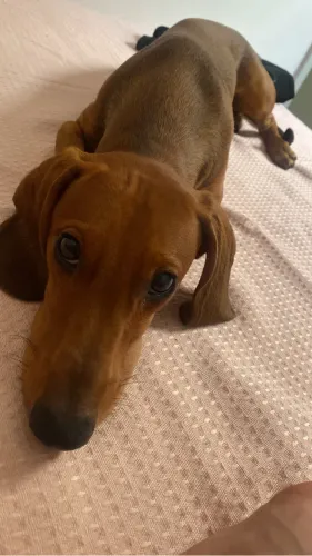 Salsicha cachorro 500