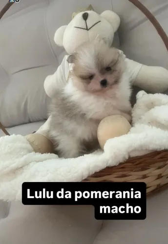 Lulu da pomerania macho
