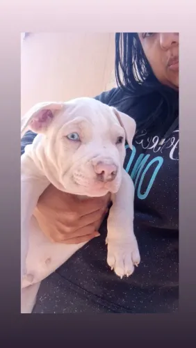 Filhotes de Pit Monster à Venda - 2 Meses ?