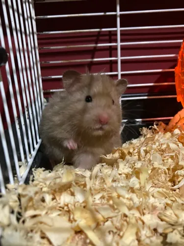 Hamster fêmea para adoção responsável!