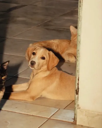 Cachorro fêmea