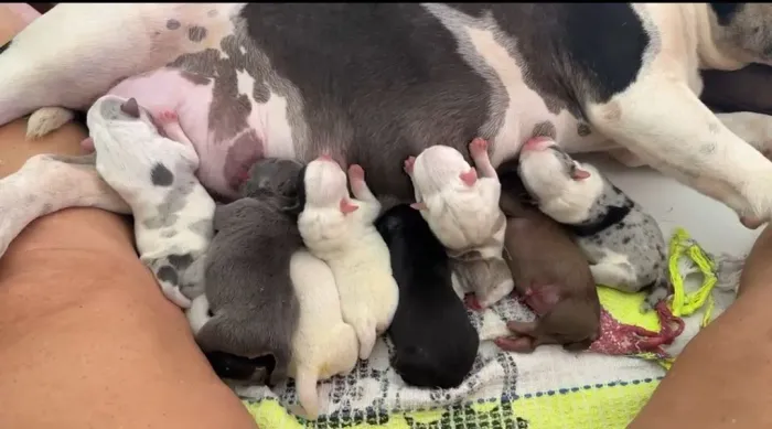 Filhotes de american Bully com pedigree