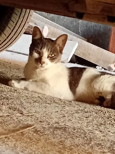 Doação de pet linda gata castrada com 3 anos