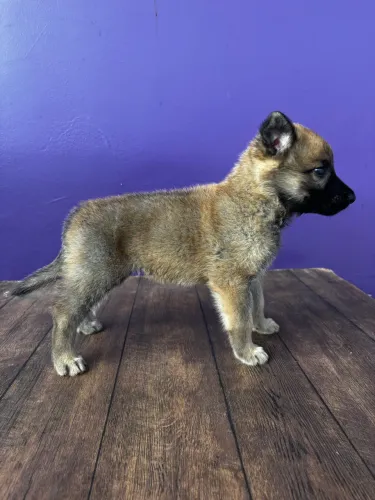 Pastor belga malinois