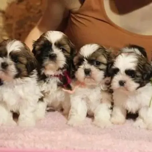 Filhotes de Shih Tzu | Filhote que nasceu para encantar.