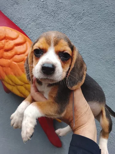 Amor de Quatro Patas , Beagle Dóceis e Lindos