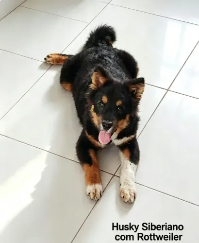 Venda de cachorro com 4 meses