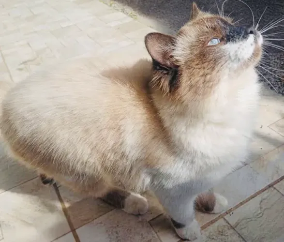 Doação de gato
