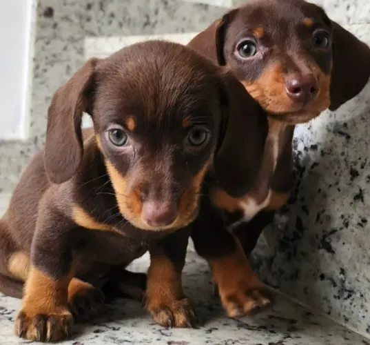 Lindos Basset a Pronta Entrega.