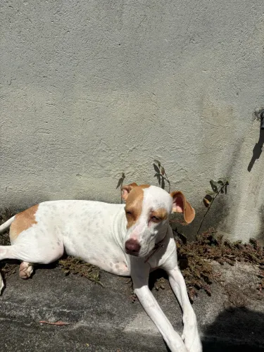 CACHORRA FEMEA EXTREMAMENTE DOCIL