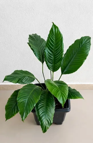 Vendo Planta Lírio da Paz