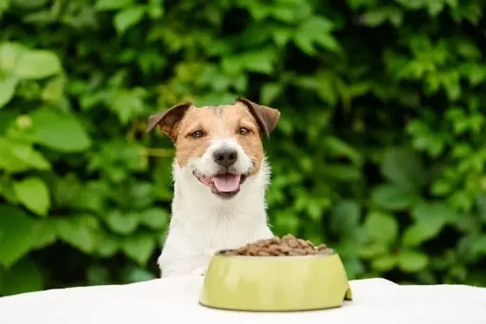 RAÇÃO GRÁTIS PARA PETS