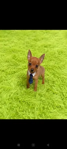 Pinscher