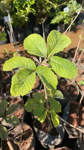 Mudas de Pequi Goiano 60 a 80 cm 
