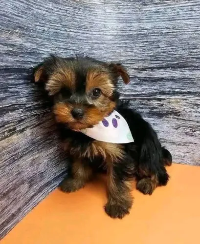 Filhotes de Yorkshire | Um filhote cheio de personalidade.