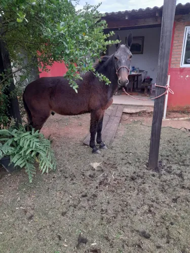 Burro para venda 