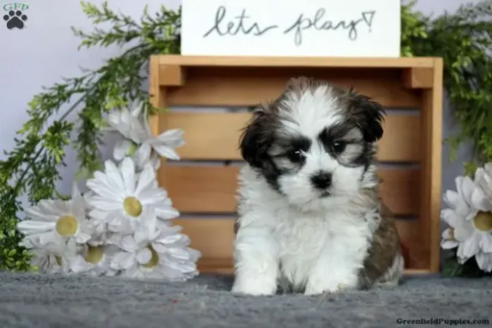 ?Shih Tzu disponível ? lind@, peludinh@ e pront@ pra te amar!? ?
