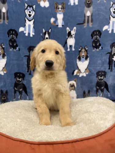 Golden retriever excelente raça para criançasn apartamento, cão guia e cão terapeutico