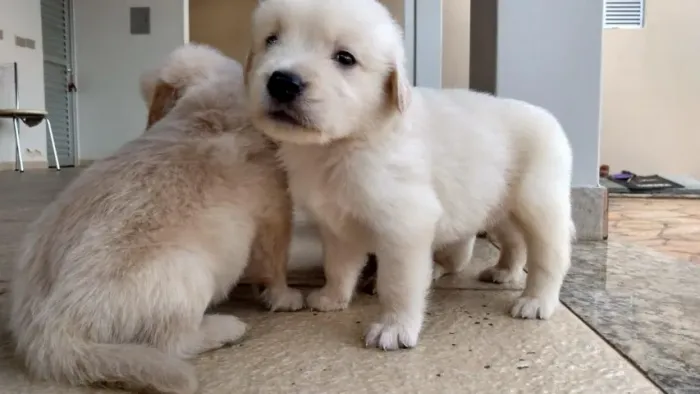 Golden Retriever puro filhote com entrega garantida!