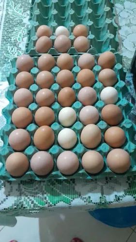 Ovos Caipira