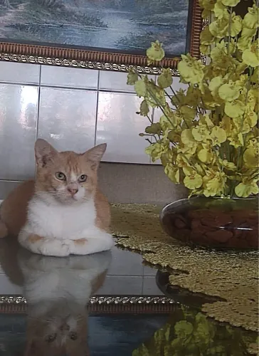 Gatinho para adoção 