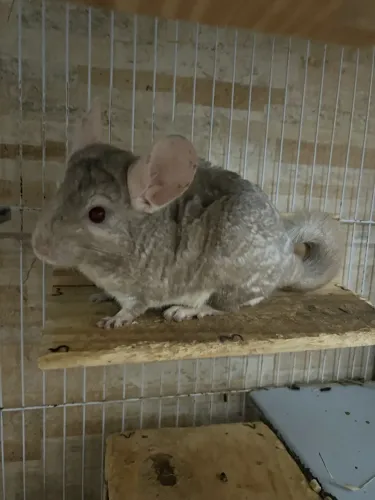 Chinchila macho