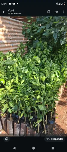 Mudas frutíferas já produzindo e com a gente entrega no local 