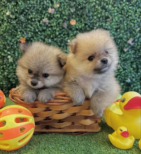    Mini cachorro, máximo charme - Spitz Alemão anão ?