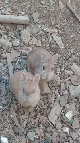 Casal coelho anão