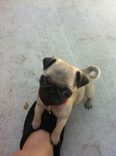 Pug Filhotinho disponível para uma nova etapa