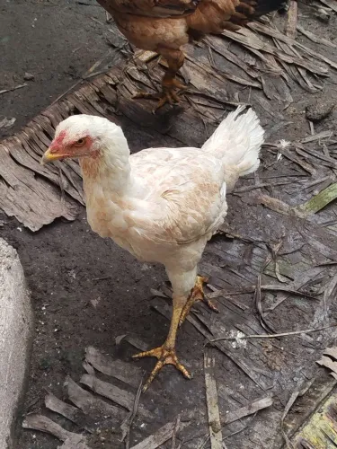 (venda de galo e galinhas) *