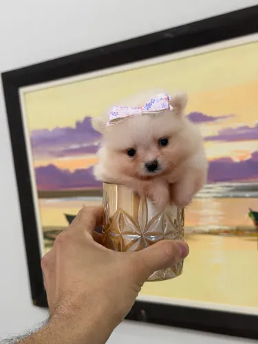 Spitz alemão macho e fêmea