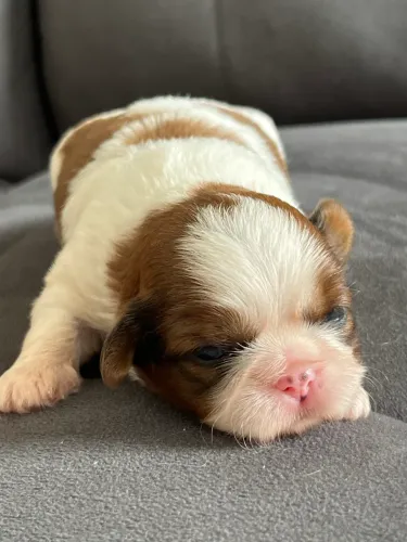 Filhotes Shih Tzu 