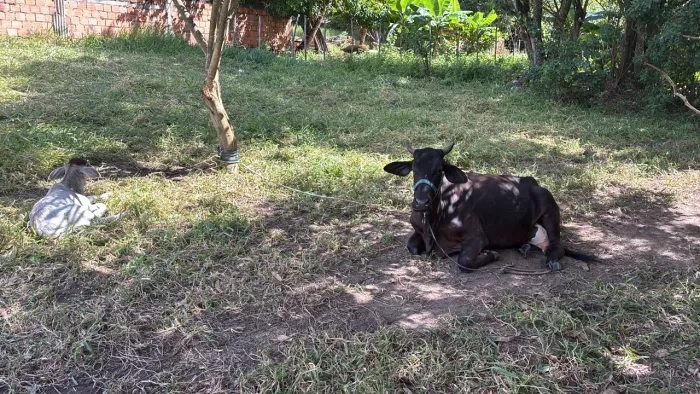 Vaca parida 