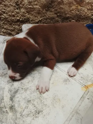 Cachorros