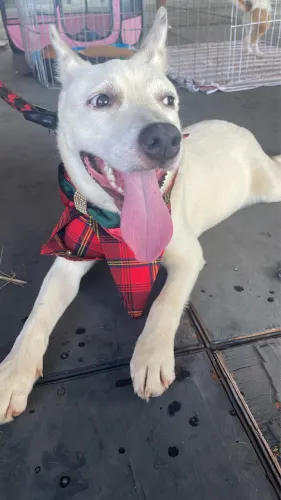 Cachorro para adoção 