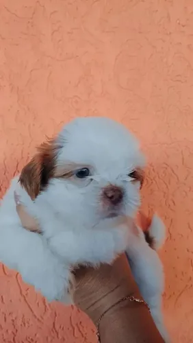 Lindo macho e fêmea olhos azuis